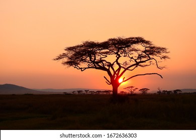 Sunset At Serengeti National Park, Tanzania