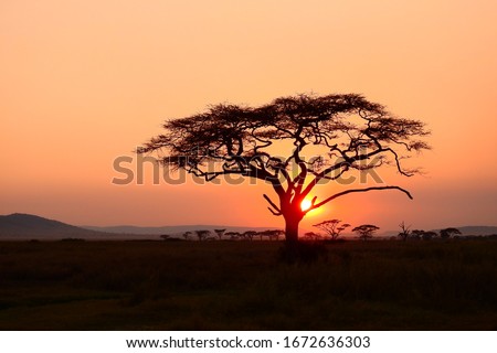 sunset at serengeti national park, tanzania