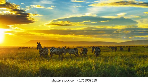 Sunset In Serengeti National With A Zebra Herd On Tall Grass