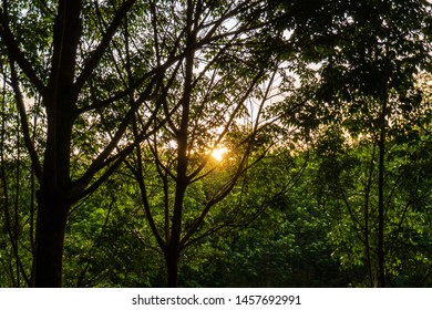 The sunset shining into the forest