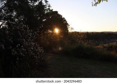 Sunset Shining Through Dense Foliage With Blue Sky And Golden Haze.