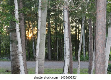 Sunset shining through the trees