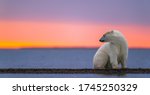A sunset shot of a depressed polar bears sitting on pack ice turning its head around in Kaktovik, Alaska