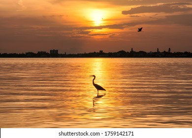 Sunset At Siesta Key Beach With Heron Bird On Sunshine, Sarasota, Florida