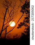 Sunset Silhouette