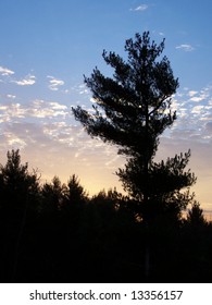 Sunset silhouette