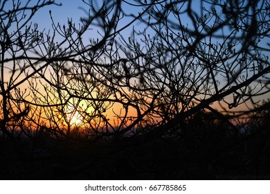 Sunset Silhouette