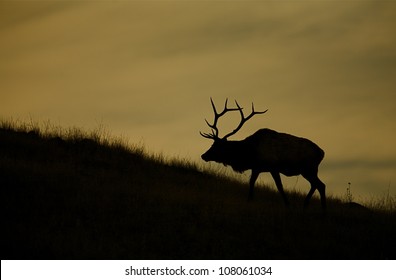 Sunset Silhouette Of A Large Bull Elk, Montana