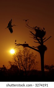 Silhouette Grape Vine During Twilight Stock Photo (Edit Now) 1175964334