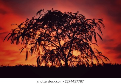 Sunset with the silhouette of a tree