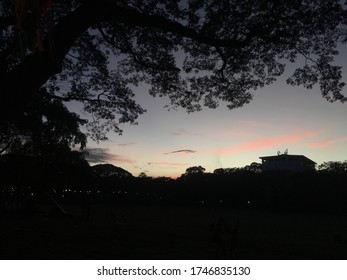 Sunset And Silhouette Of Trees - University Of The Philippines Diliman