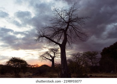 Sunset Silhouettes Baobabs On The Banks Of The Great Ruaha River. These Ancient Giants Dwarf Most Of The Other Trees Growing Along The Riverbank