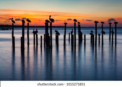 Sunset silhouettes of pelicans on old pier pilings in Destin Harbor, Florida, USA.