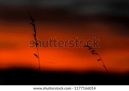Sunset and silhouettes of plants