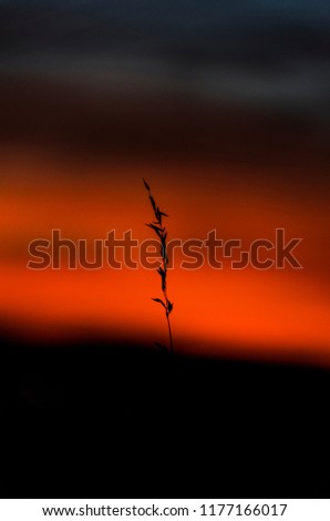 Sunset and silhouettes of plants