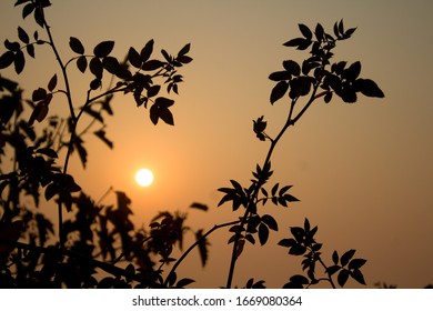 A sunset and a silhuette of leafs