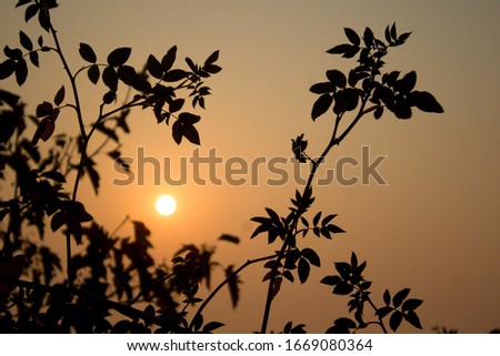 A sunset and a silhuette of leafs