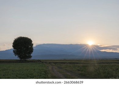 Sunset and a single tree