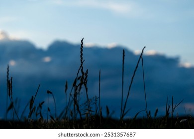 Sunset sky in a field, blades of grass against the sunset sky - Powered by Shutterstock