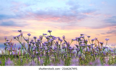 sunset sky and  lavender  wild flowers herbs at green field in countryside   sun light   clouds  summer  nature background - Shutterstock ID 2166267491