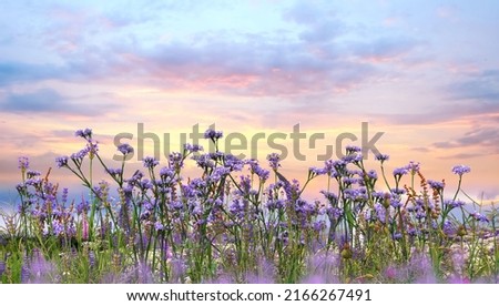 sunset sky and  lavender  wild flowers herbs at green field in countryside   sun light   clouds  summer  nature background