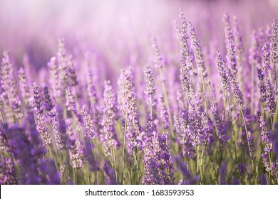 Sunset Sky Over Lavender Bushes. Close-up Of Flower Field Background. Design Template For Lifestyle Illustration.