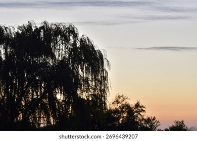 Sunset sky over a tree in a yard