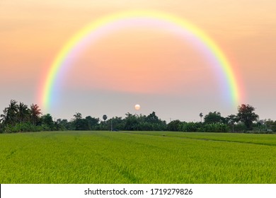 Sunset Sky And Rainbow Over Paddy Rice Field