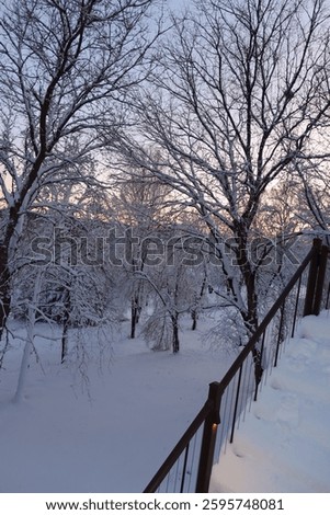 Sunset snow covered trees in the middle of the Midwest winter