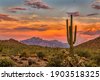 sunset cactus