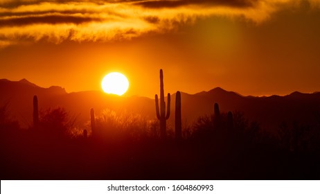 Sunset in the Sonoran Desert, orange, yellow and copper colors in the sky. Saguaro cactus and other cacti in silhouette along with mountains in the background. Pima County, Tucson, Arizona, USA. 