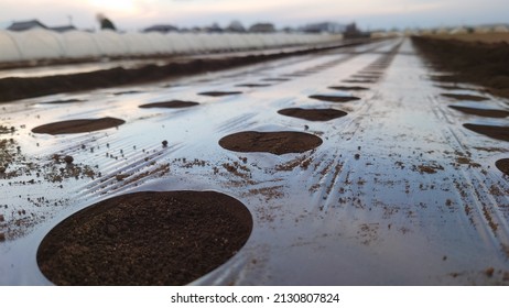 Sunset Sowing Spinach Mulch Cultivation MSS-1211