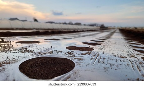 Sunset Sowing Spinach Mulch Cultivation MSS-1211