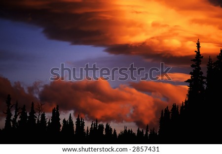 Sunset in the spruce forest.