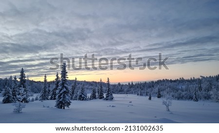 Sunset in a spruce winter forest. Large snow dunes. Winter. Yamal. Russia.
