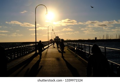 St Kilda Penguin Colony Images Stock Photos Vectors Shutterstock