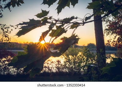 Sunset and sumbeams between maple leaf.