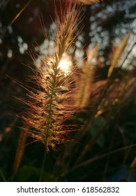 sunset  summer