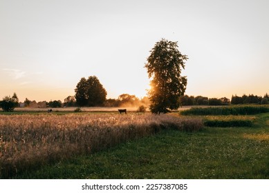 sunset in summer in wheat field. High quality photo