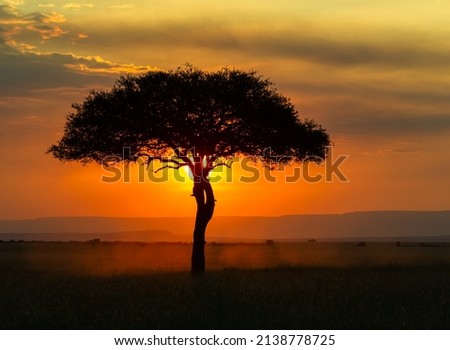 Sunset with sun behind the silhoutte of a single tree in the savannah and dust on the ground - Maasai Mara, Kenya