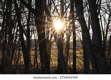 sunset sun going down and tree silhouette in spring forest