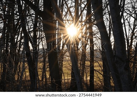 sunset sun going down and tree silhouette in spring forest