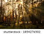 sunset with sun rays coming through trees