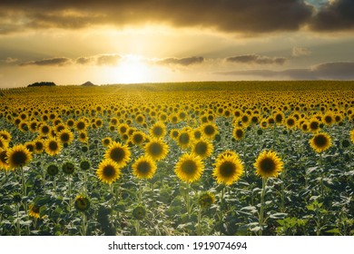 the sunset in a sunflower field
