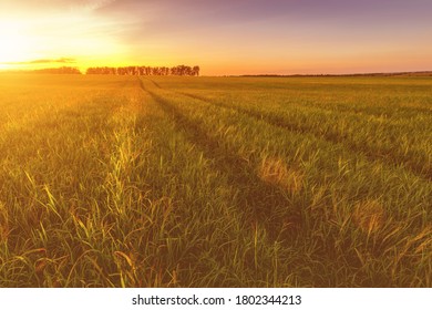 Sunset or sunrise in an agricultural field with ears of young green wheat and a path through it on a sunny day. The rays of the sun pushing through the clouds. Landscape. - Shutterstock ID 1802344213