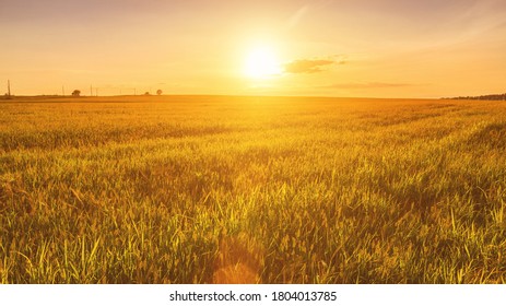 Sunset or sunrise in an agricultural field with ears of young green wheat on a sunny day. The rays of the sun pushing through the clouds. Landscape. - Shutterstock ID 1804013785