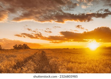 Sunset or sunrise in an agricultural field with ears of young golden rye with a cloudy sky. Rural landscape. Aesthetics of vintage film. - Powered by Shutterstock