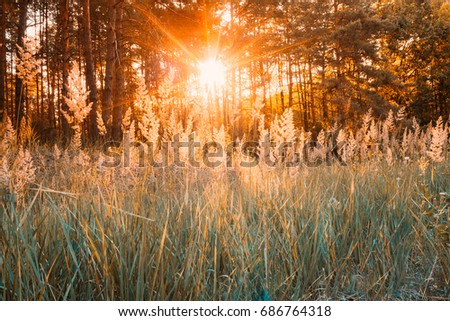 Similar – Foto Bild Die angenehme Stimmung der Natur