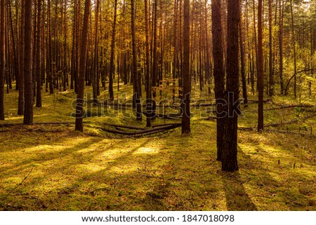 Similar – morning light Calm Nature