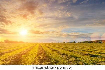 Sunset or sunrise at cultivated land in the countryside on a summer evening with blue sky background. Landscape.